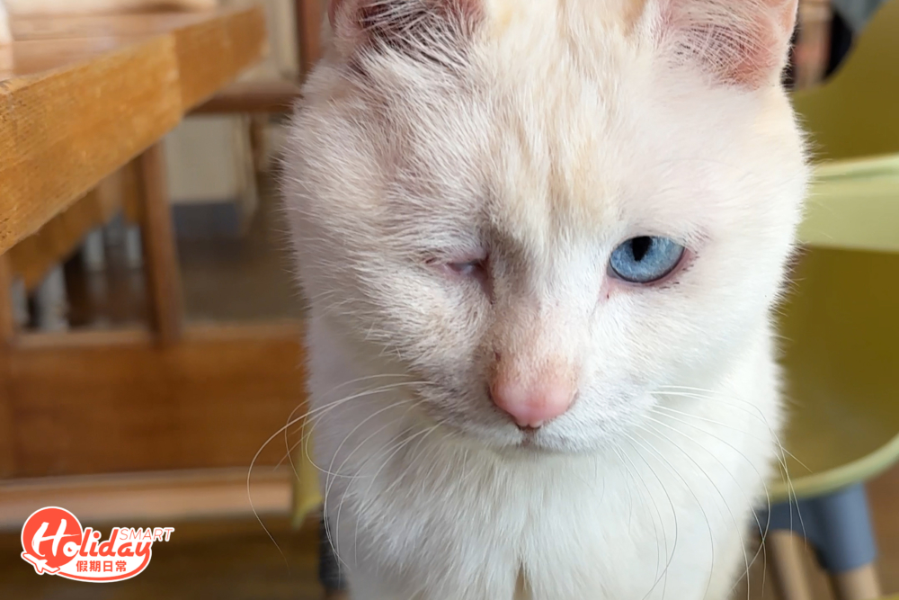 每隻貓都身世坎坷。