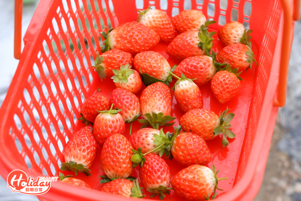 超過10款日本品種,粒粒香甜又多汁。