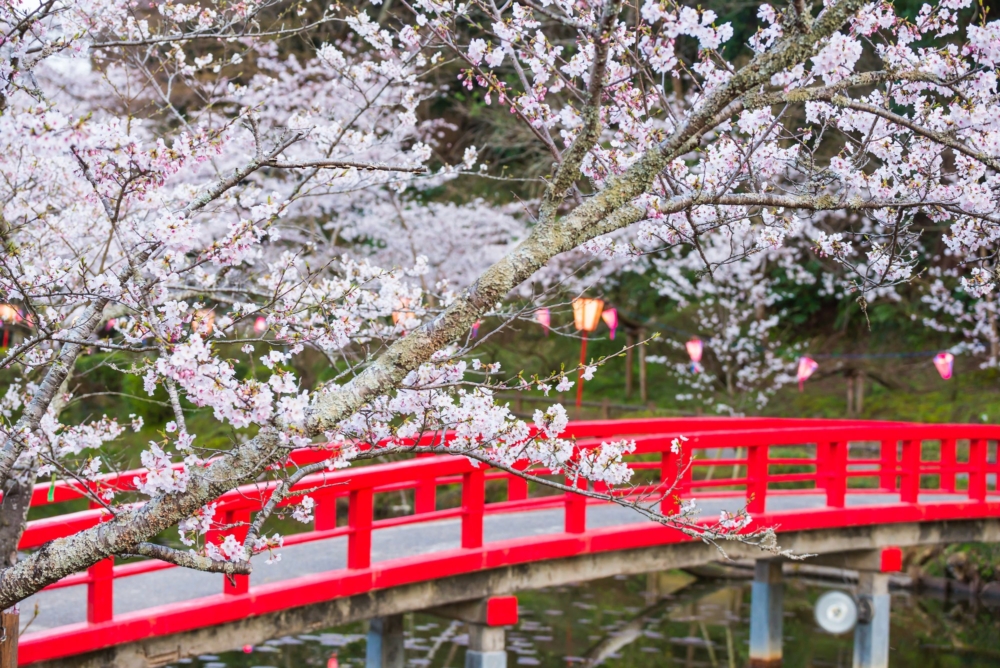 櫻花非常脆弱及敏感，千萬不要觸碰樹木及花瓣！
