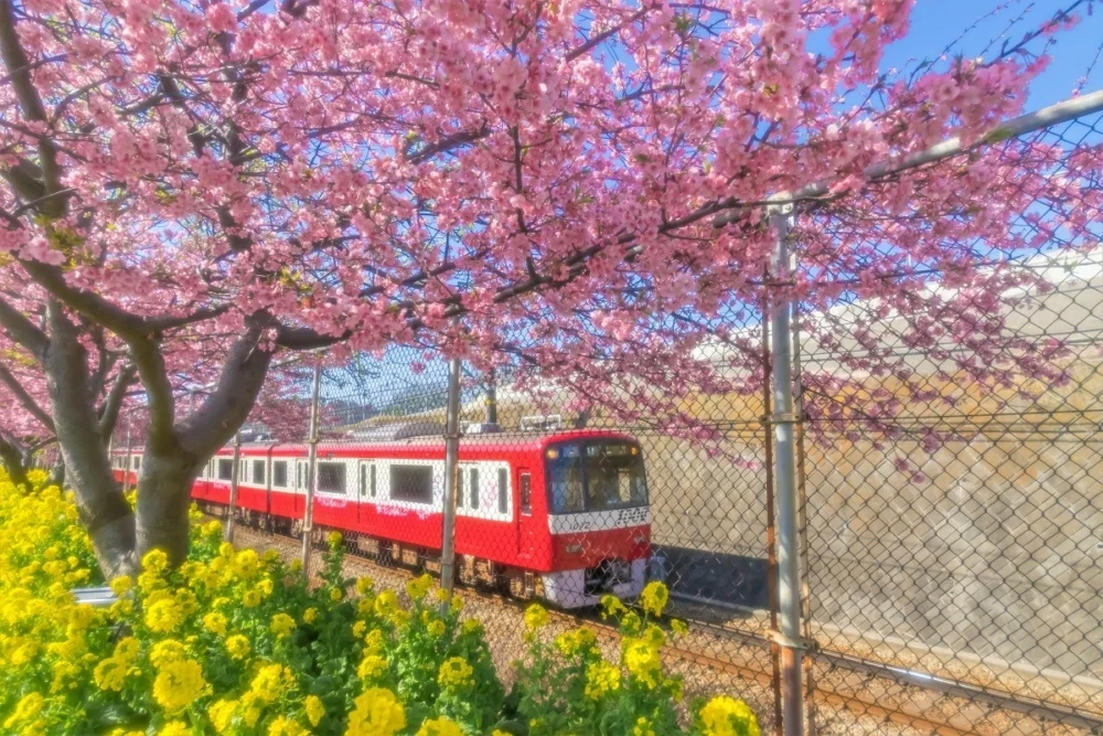 神奈川_三浦海岸。 