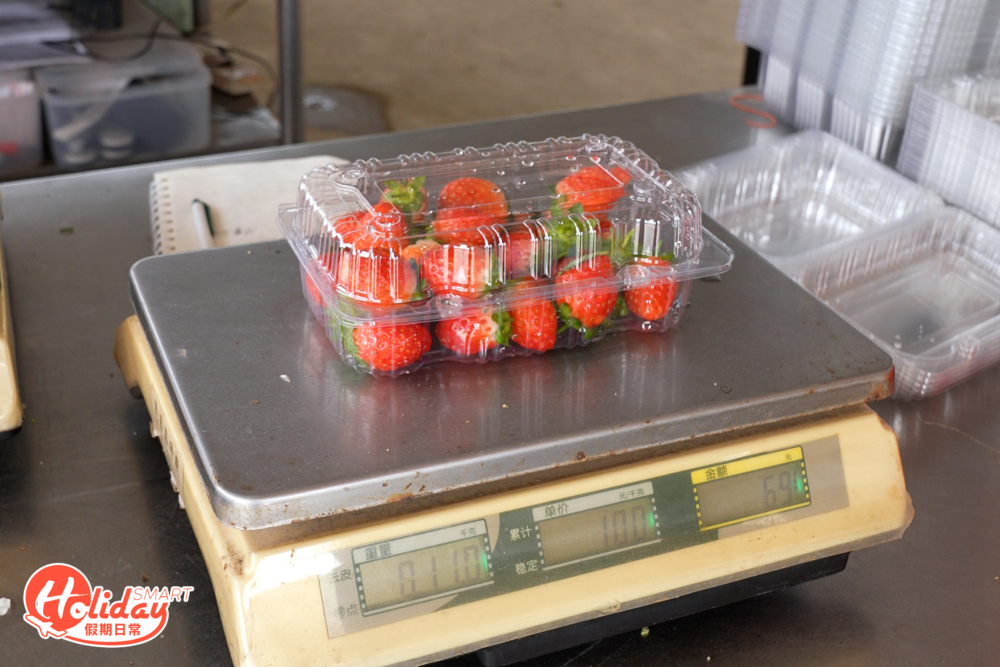 士多啤梨大部份價錢為$100/磅,可以在果園即場洗完即場食,帶回家一樣得。