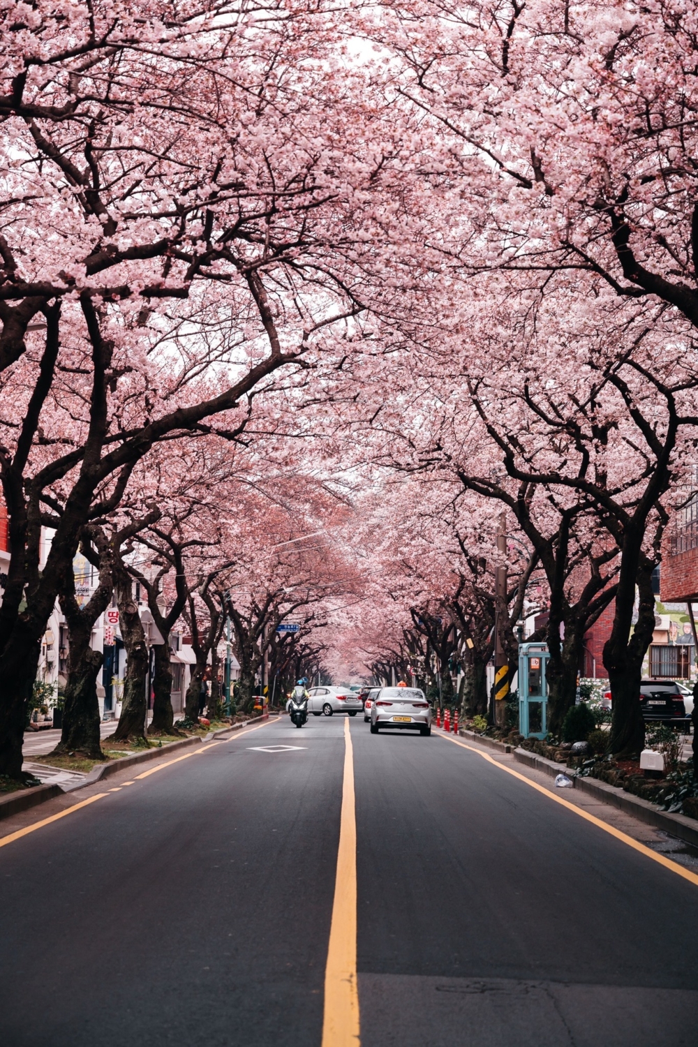 典農路 西沙羅文化街。