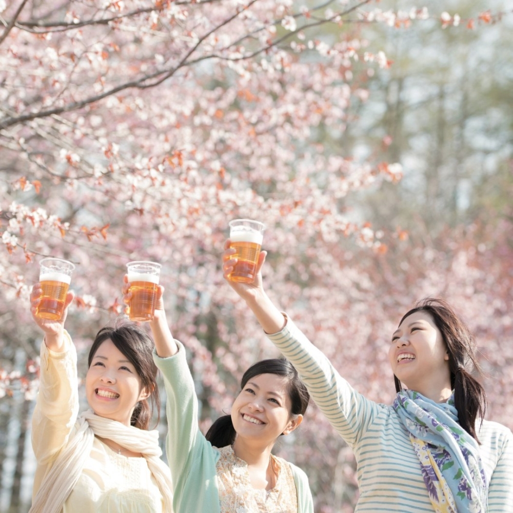 一邊賞櫻一邊飲啤酒，感覺超正！