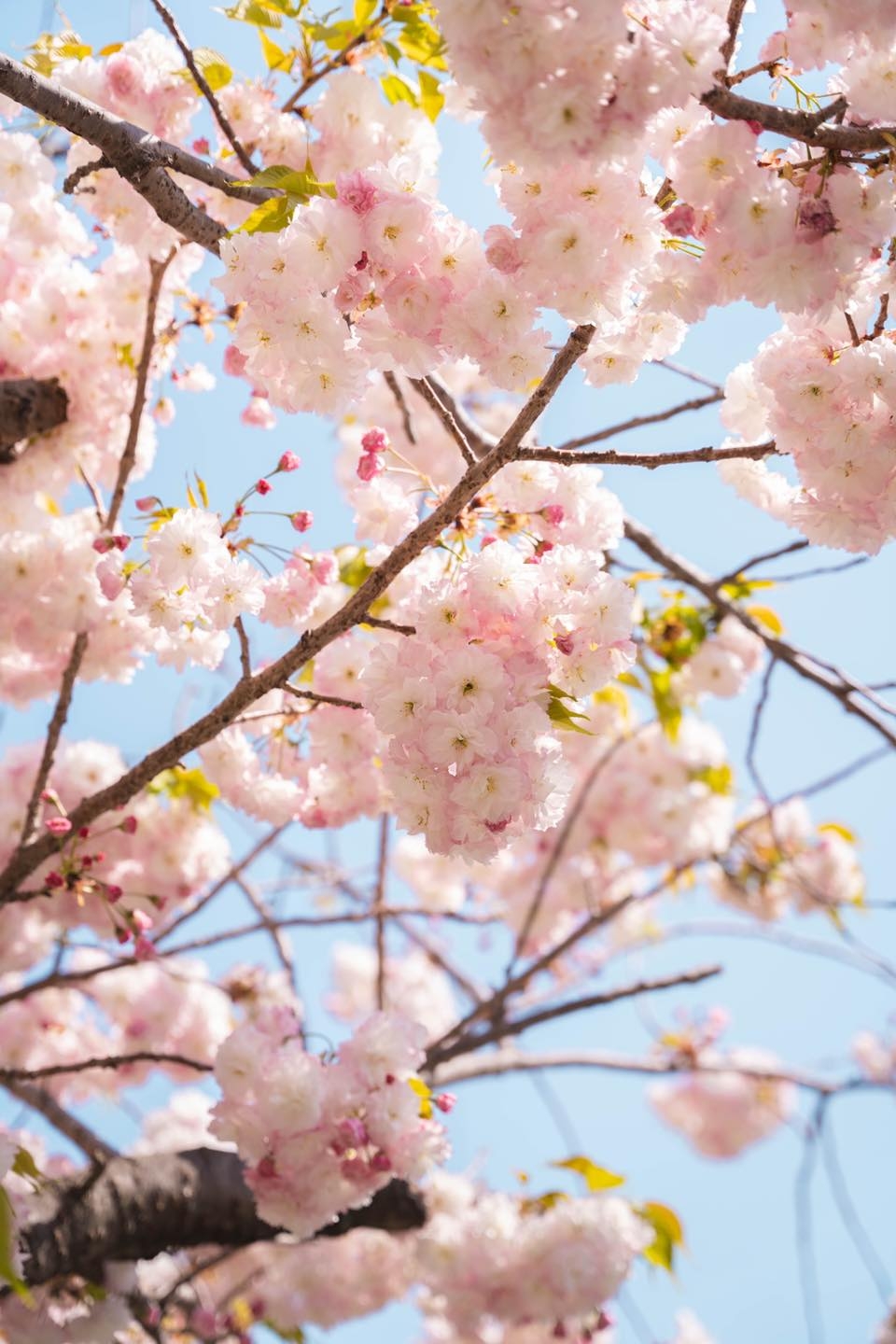 釜山櫻花開花時間一般落於3月下旬至4月中旬，滿開時間約一個星期！