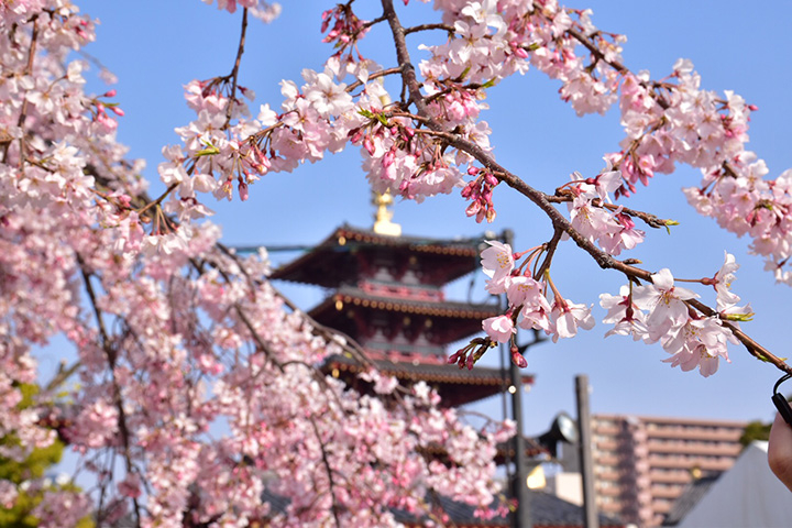 四天王寺。