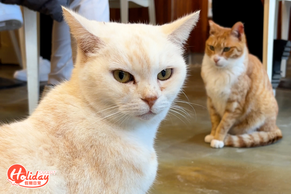 有些貓雖然有缺陷，但依然打理得非常乾淨。