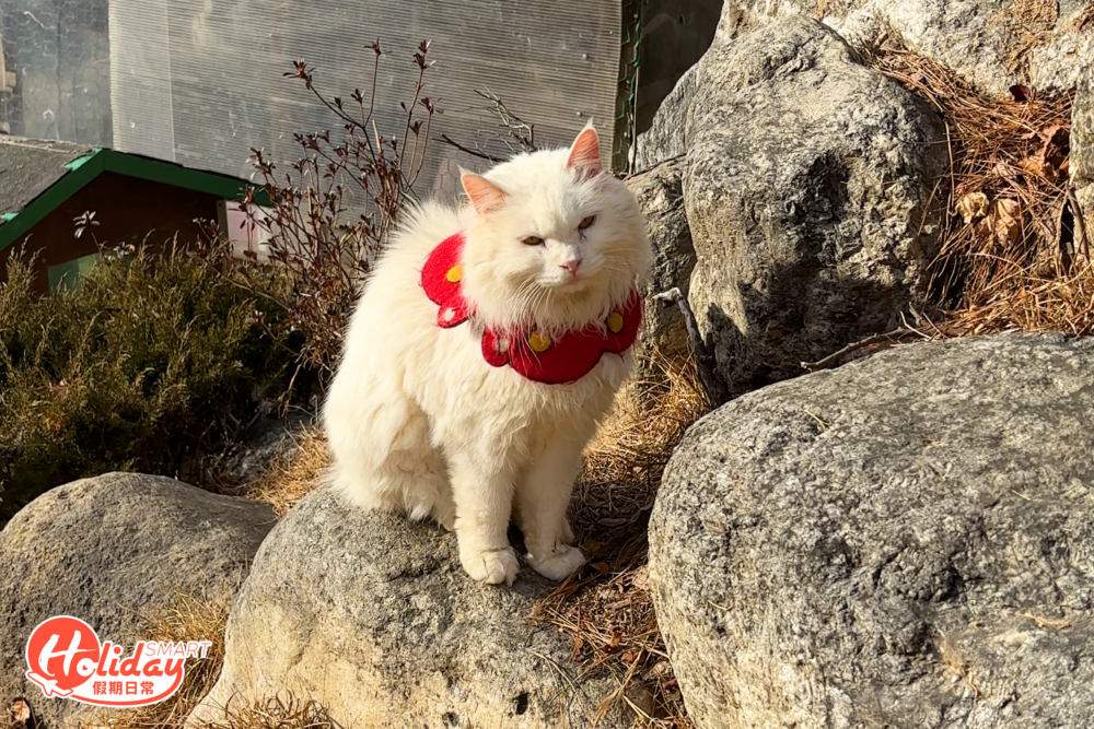 店內、外和山上都有貓的蹤影。