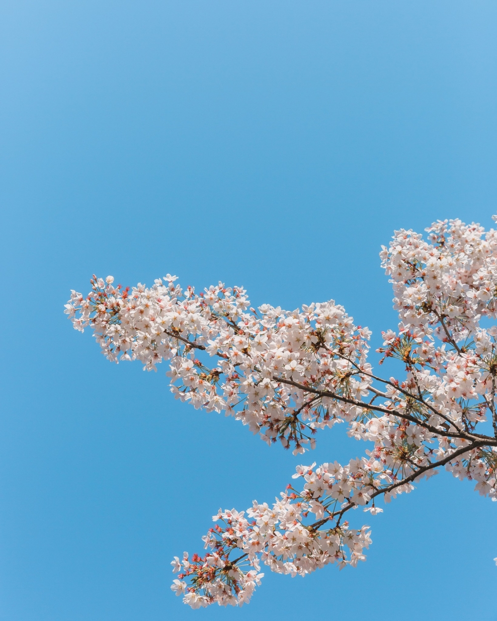 今年受到氣溫影響，櫻花開花期預計會比往年提早！