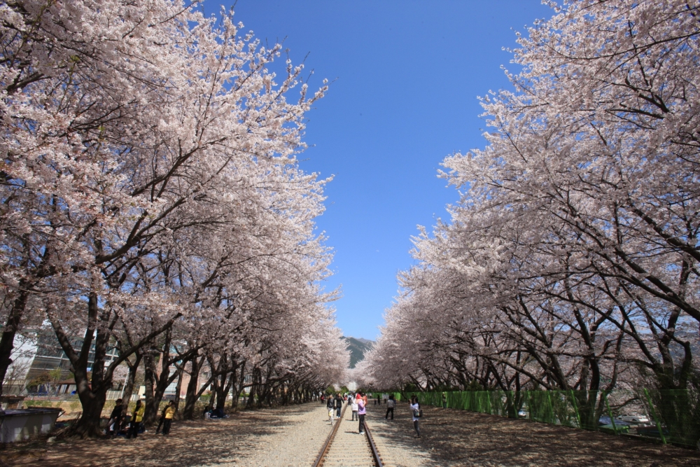 釜山、世界最大櫻花祭！