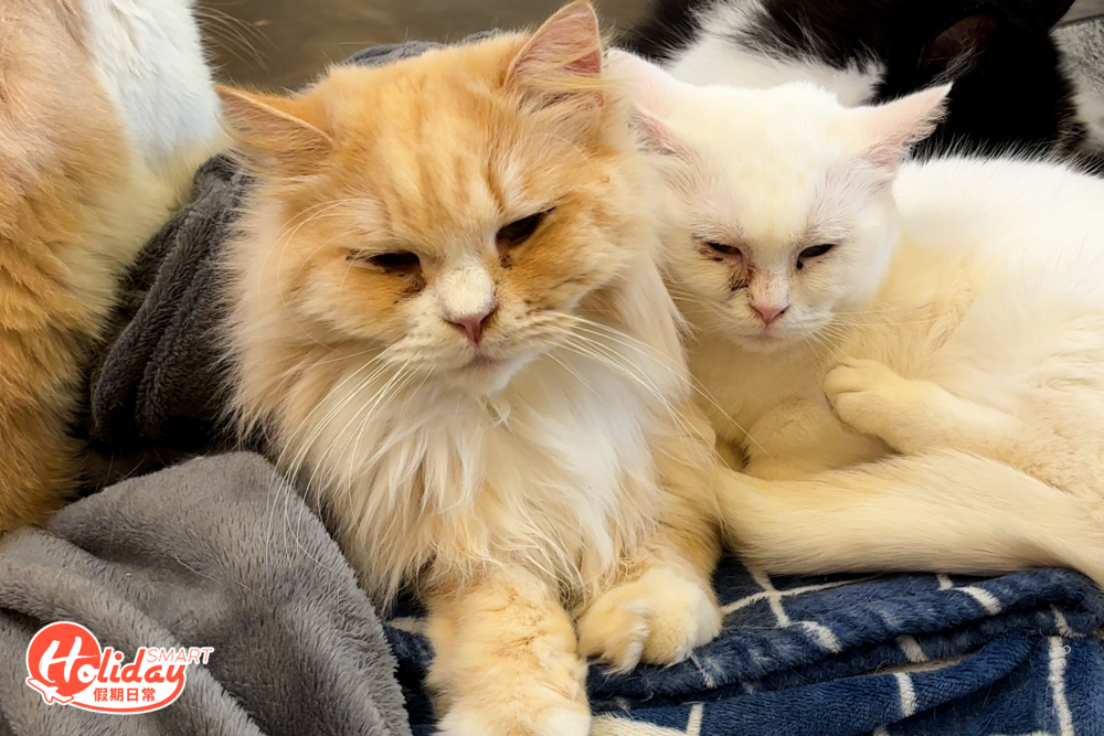 這裏的都是被遺棄和流浪的貓貓。