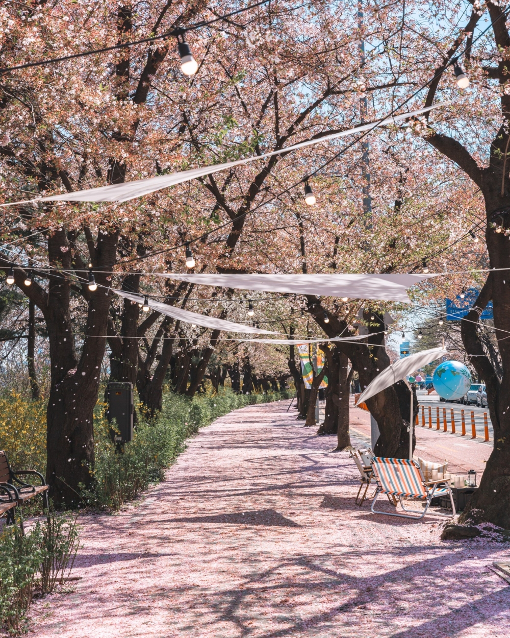 永登浦汝矣島櫻花節同樣比往年足足提早約一個星期舉辦，暫定於3月27日至31日舉辦～