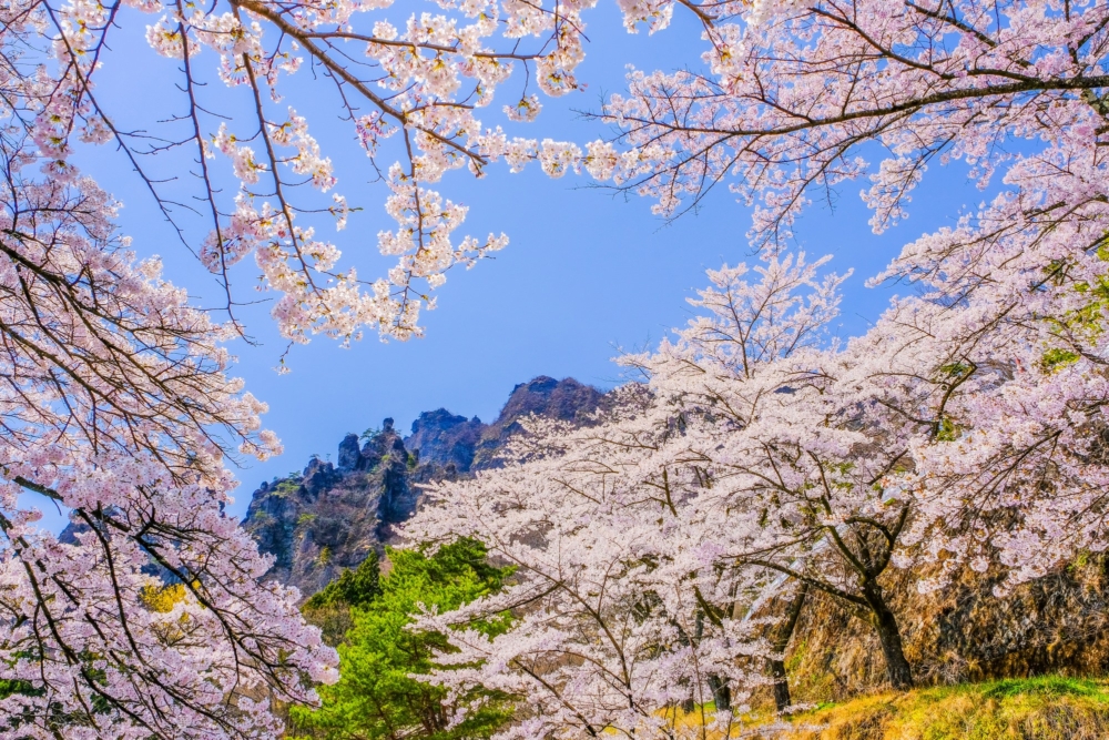 櫻花樹的根部很淺，所以要避免踩踏或直接坐在櫻花樹正下方。