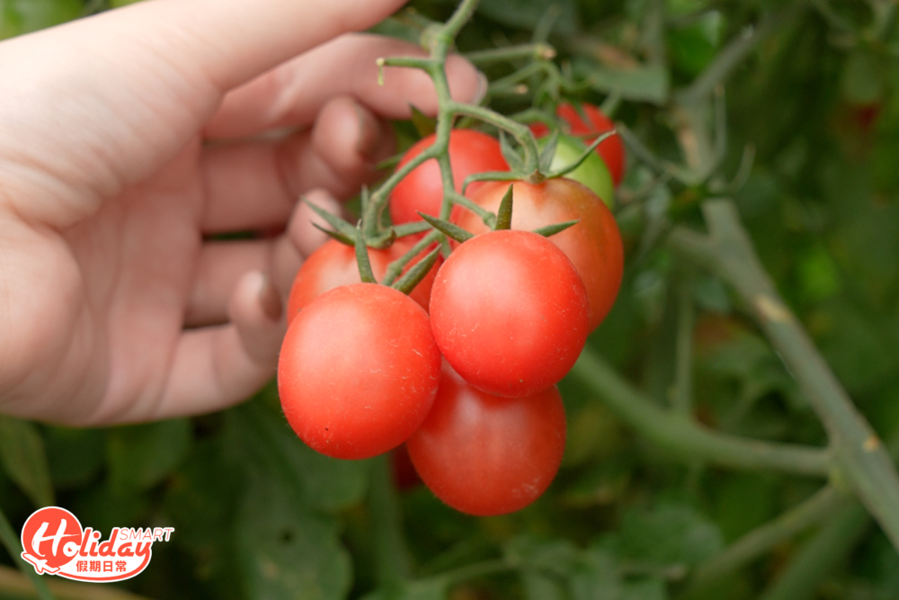 果園另外還有車厘茄採摘,$60/磅。