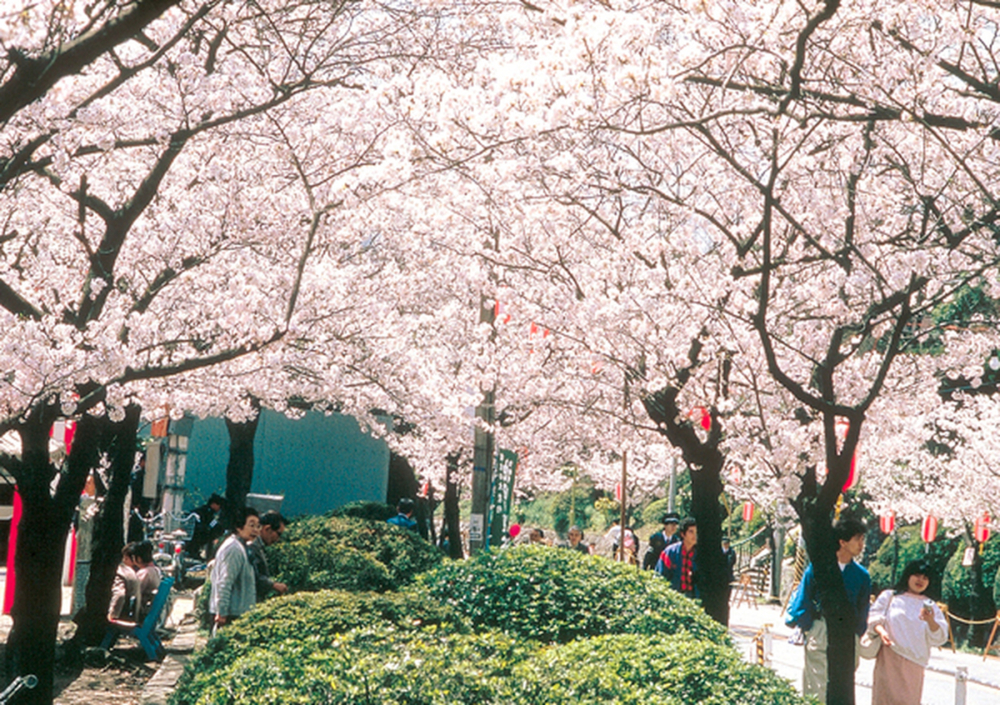 五月山綠地公園。