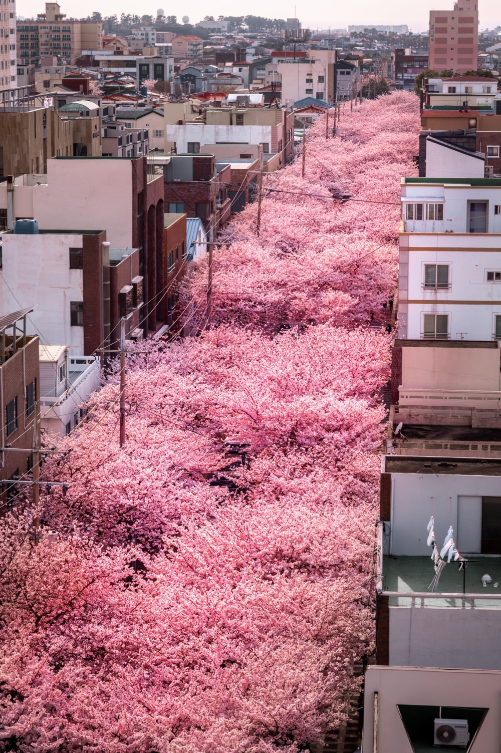 典農路被稱為「濟州島第一櫻花街」～
