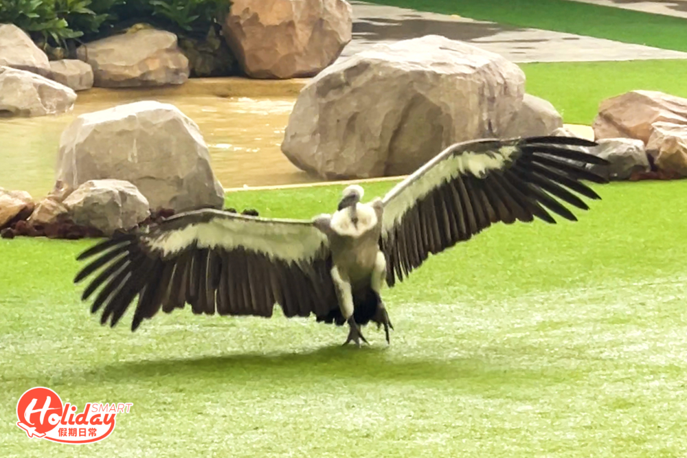 如白腹海雕、火雞禿鷹和栗翅鷹等在高空盤旋和捕獵。