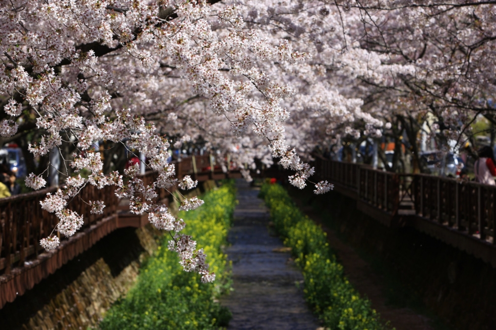 韓國櫻花季將至，3月至4月期間各地櫻花陸續開花！