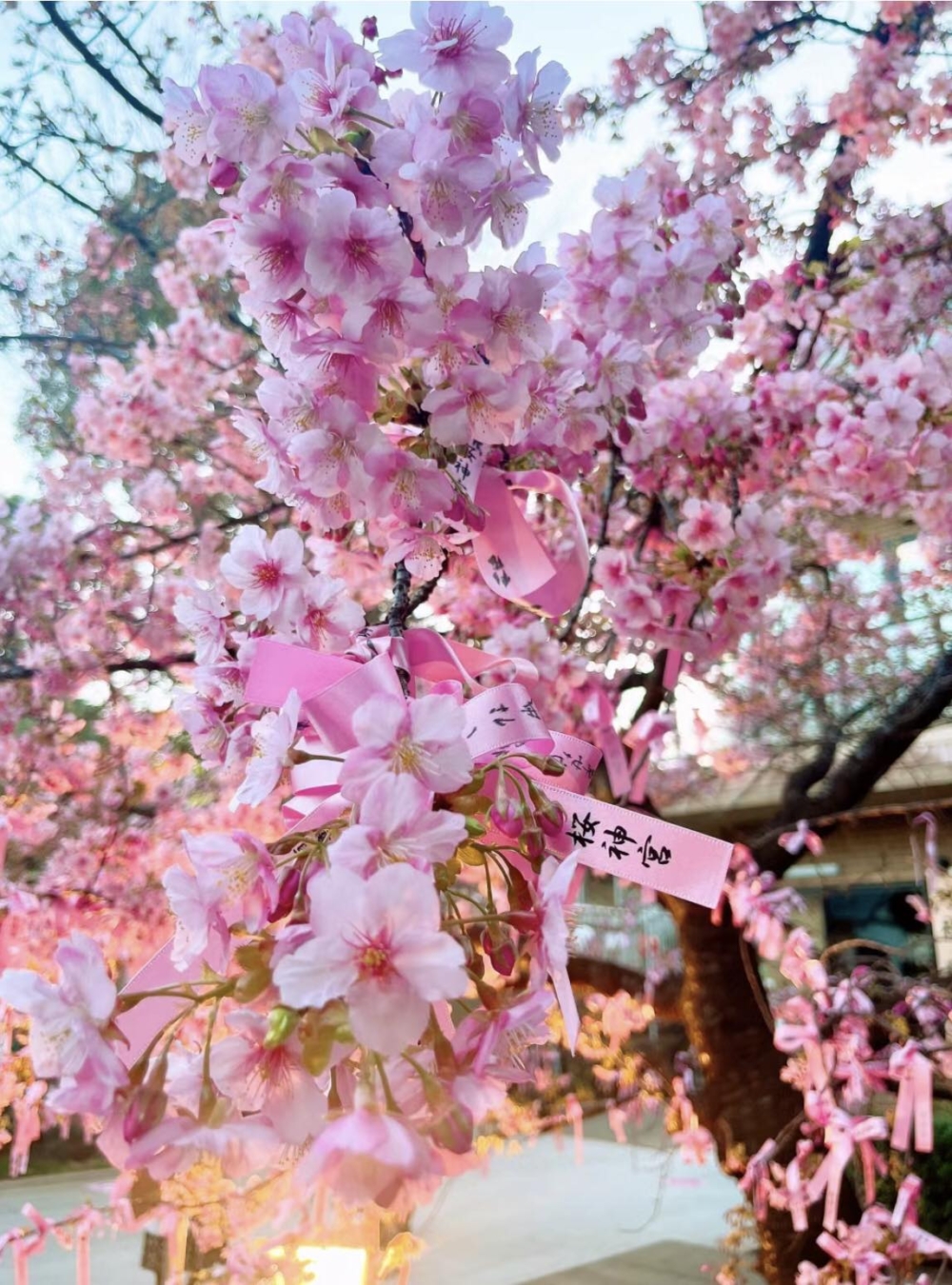 神社主殿前一棵櫻花樹被稱為「結緣樹」,繫上很多粉色祈願緞帶~