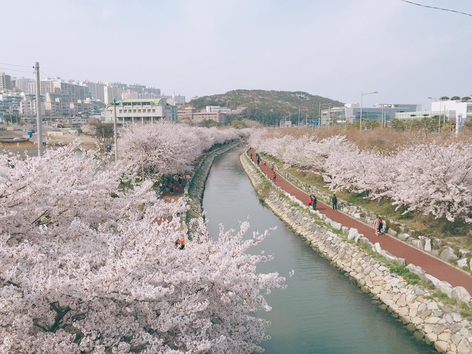 海水川櫻花路。
