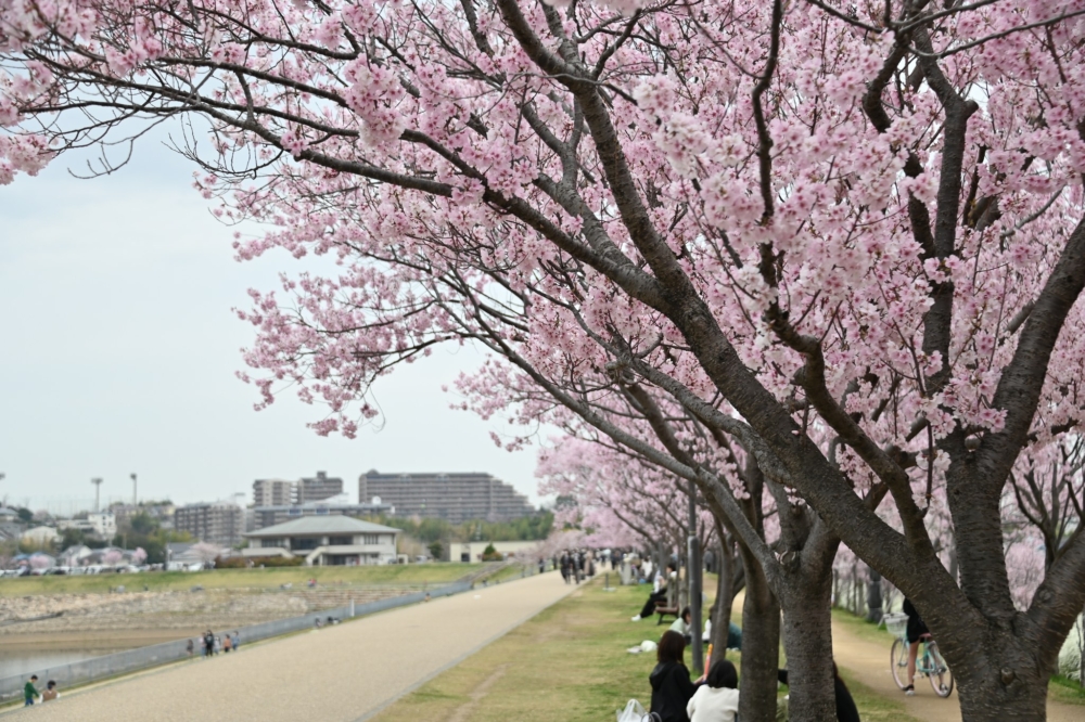 狹山池公園。