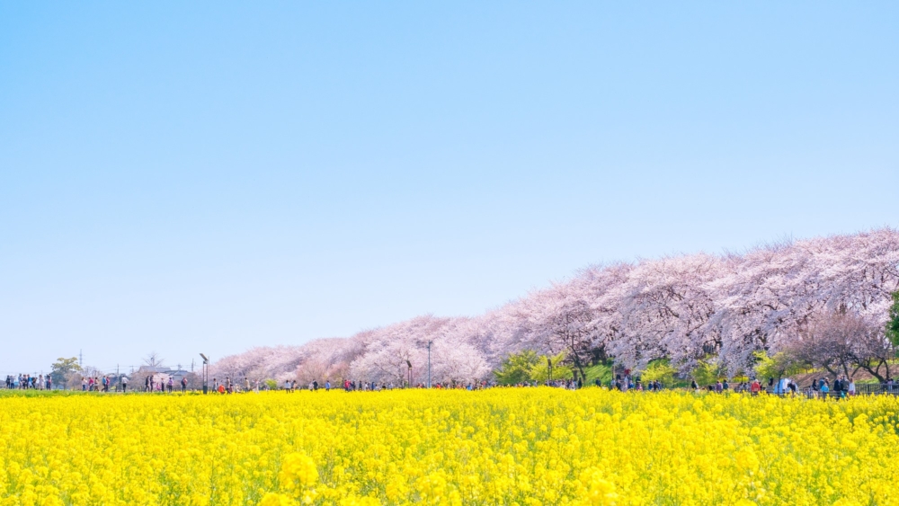 每年春天係日本櫻花季節，賞櫻之餘亦要遵守賞櫻禮儀～