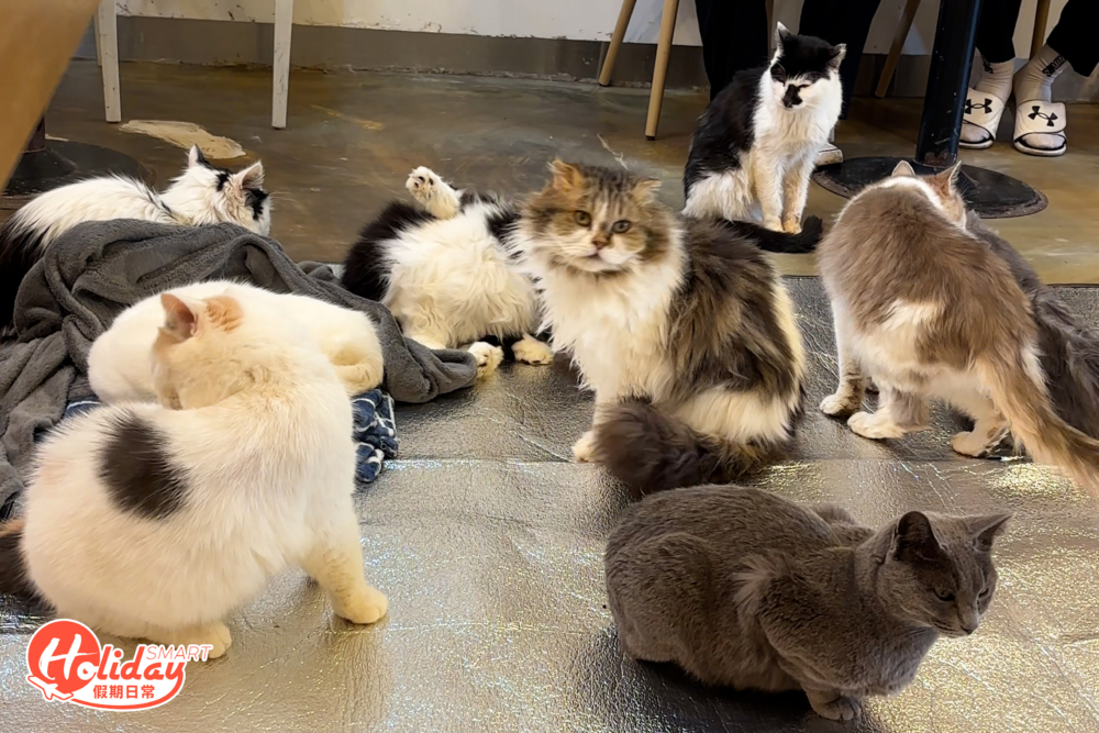 店內有非常多貓貓。