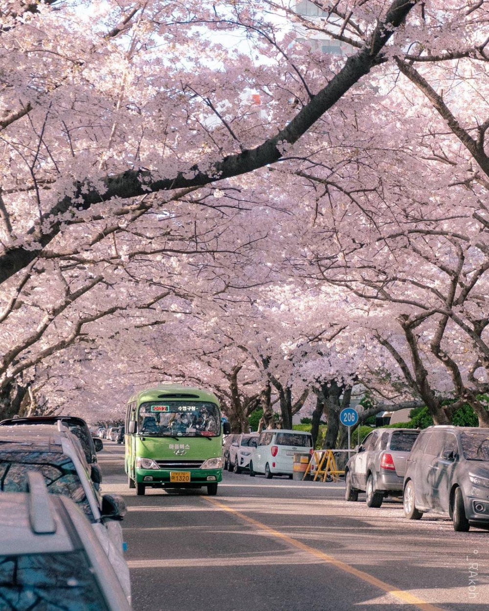 南川洞櫻花路。