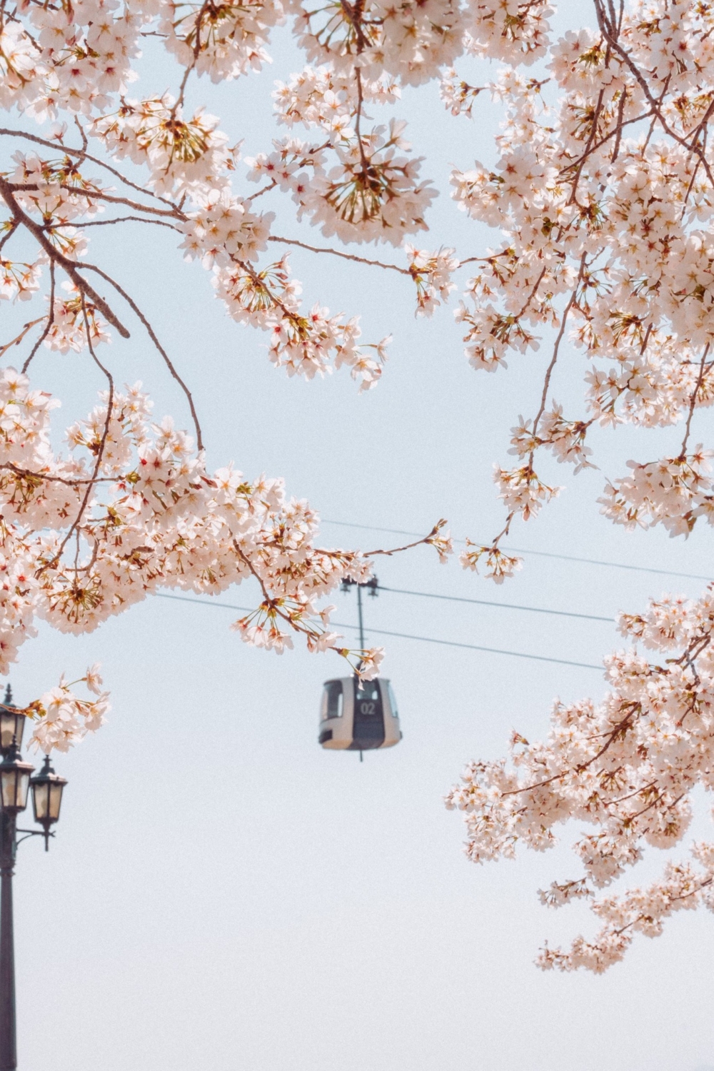 韓國氣象廳kweather、天氣預報weather i及韓國觀光公社每年都會公佈韓國櫻花花期預測結果，計畫去韓國賞櫻的朋友，可留意最新公佈～