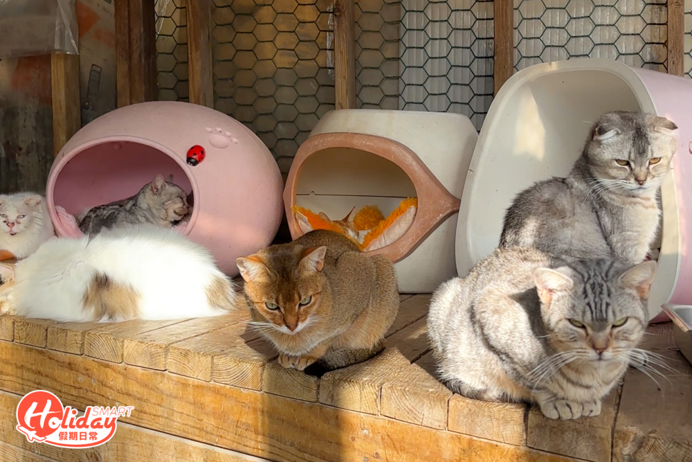 每一個角落都充滿貓貓。