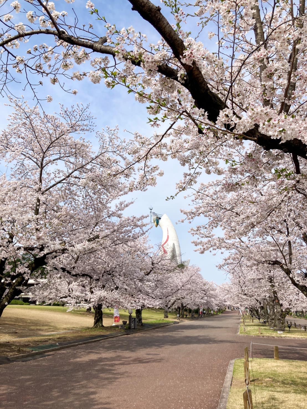 櫻花盛開時，公園被染成一片櫻花海～
