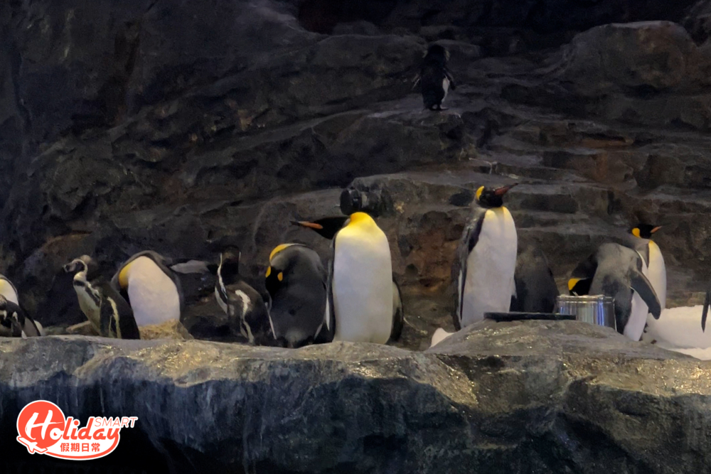 大家也可近距離的與企鵝們見面，看看第二大的企鵝於水中悠遊的身姿。