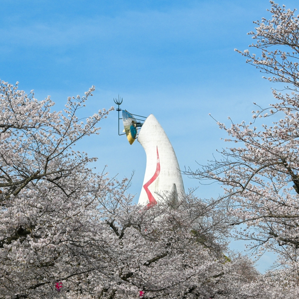 萬博紀念公園這座公園擁有超多櫻花品種