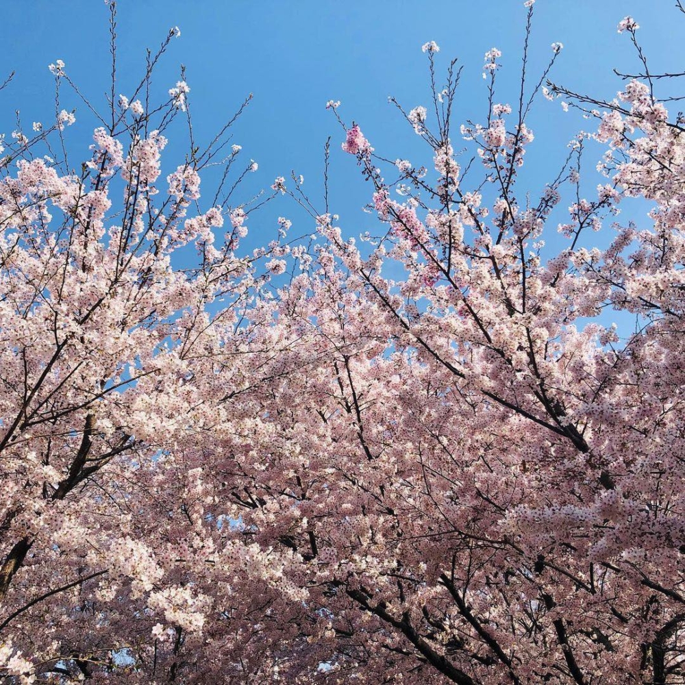 冬柏站櫻花路。