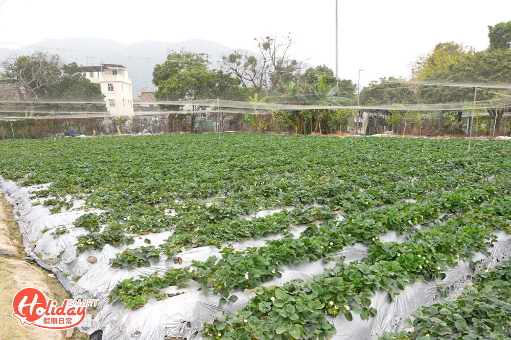 位於元朗朗屏5萬呎大的果園,無須預約免費入場。