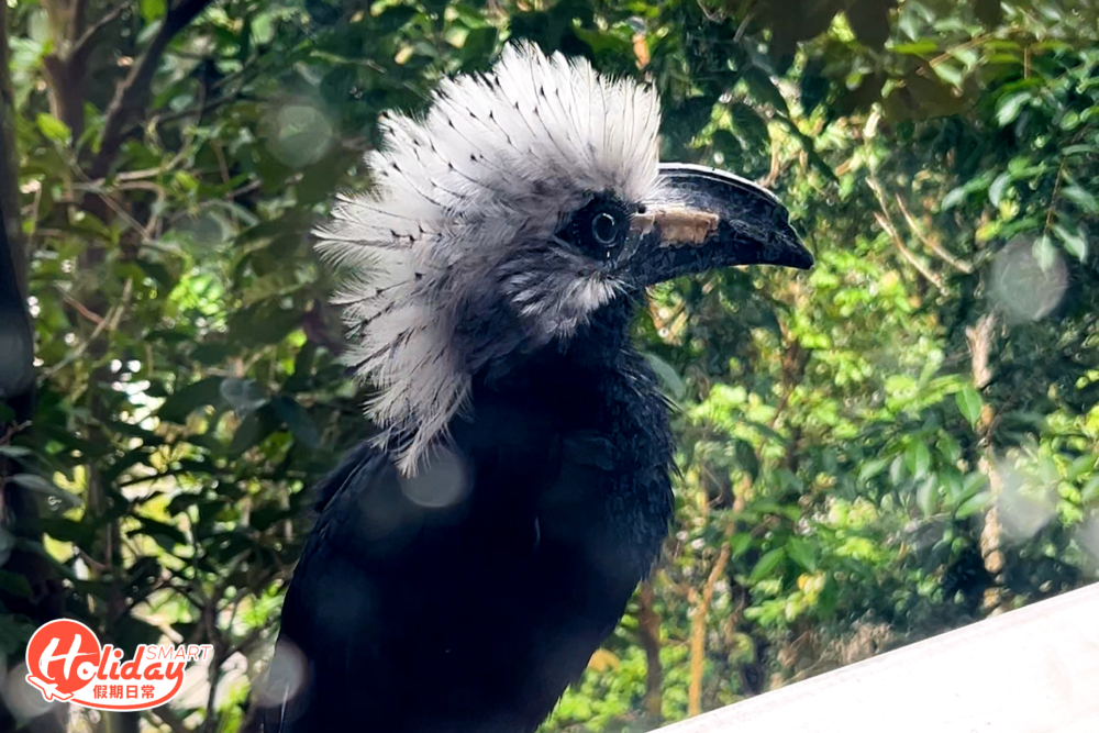 區內吊橋以不同高度縱橫交錯，讓遊客與地面上的鳥類相遇，也能觀看到樹冠間捕食昆蟲和水呆的飛禽。