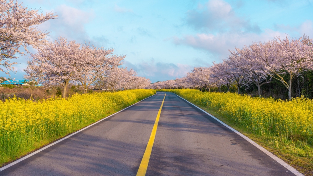 鹿山路擁有超多美稱：「濟州島春天最美道路」、「韓國最美的100條公路」之一！