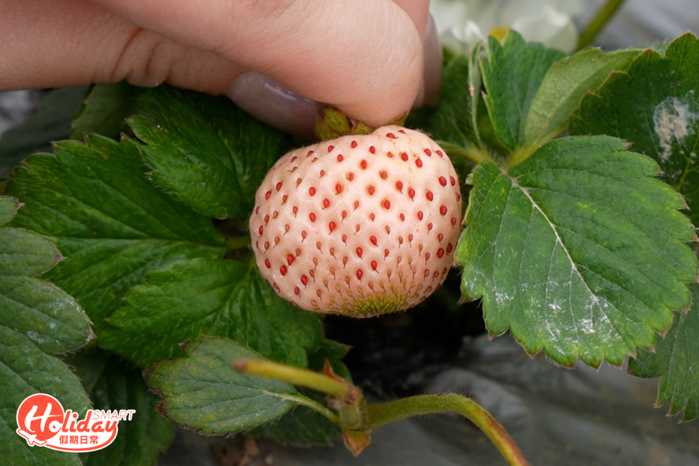 呈櫻花淡粉紅色的淡雪是稀有品種,色澤非常浪漫,食落酸味不突出,甜味濃郁。