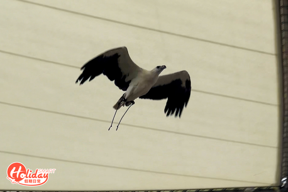 而觀眾更可參與表演，給可愛的小型鸚鵡——太陽錐尾鸚鵡送上點心。