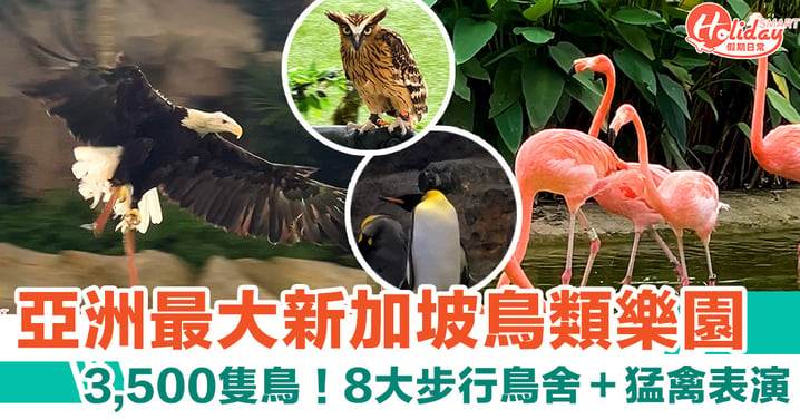 【新加坡景點2024】親子必去亞洲最大鳥類樂園　可愛企鵝＋步行鳥舍（附票價＋交通）