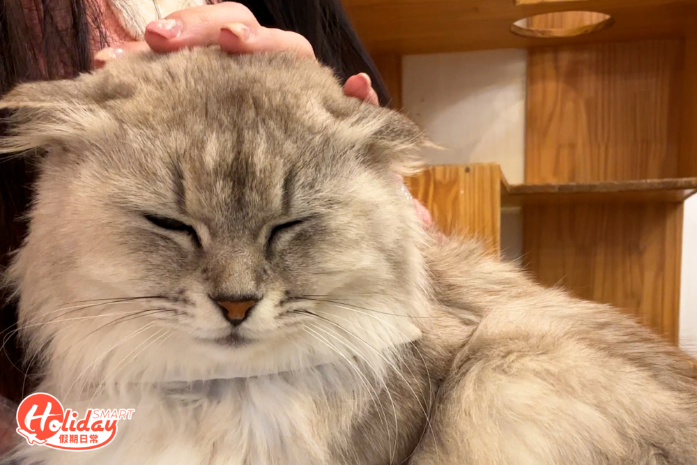 大部份貓都非常親人。