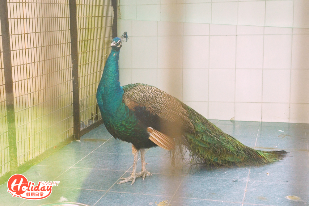這裡飼養了數隻孔雀及鸚鵡。