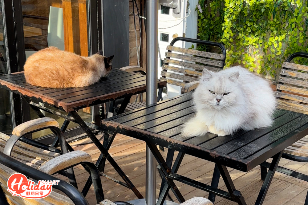 貓貓們無處不在。