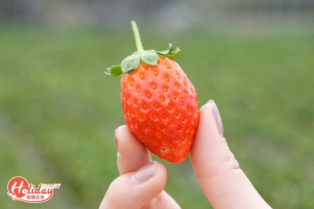 呈鮮紅色的紅寶石,形狀脹卜卜,樣子圓渾紅潤。