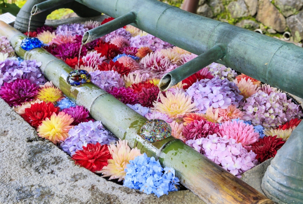 「花手水」色彩繽紛的鮮花漂浮在水面上,十分唯美、典雅又療癒!