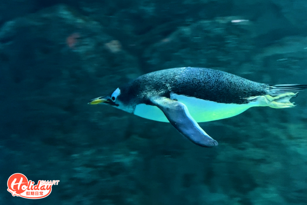 飛禽公園擁有最先進的企鵝棲息地，設有特殊燈光外，也根據不同季節的晝夜時長變化調節燈光，模擬企鵝自然棲息地的情況。