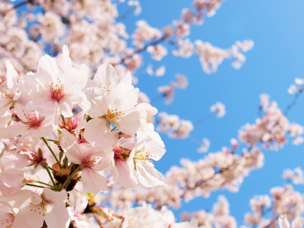 大阪萬博紀念公園種植了約12個品種，逾5,500棵櫻花樹。