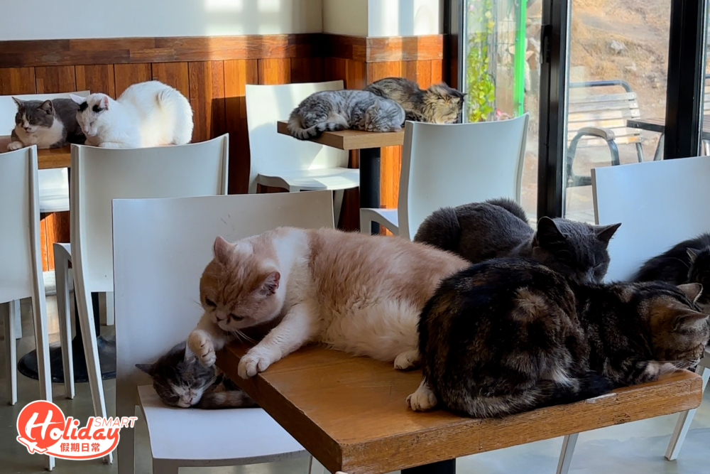 店內有非常多貓貓。