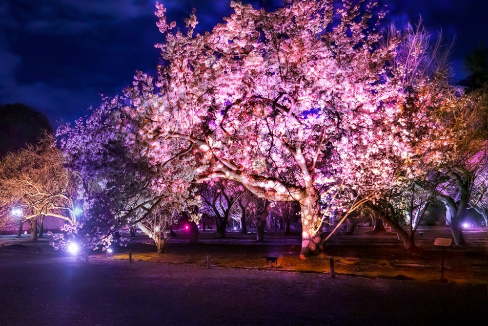 櫻花燈光秀「花篝之園」。