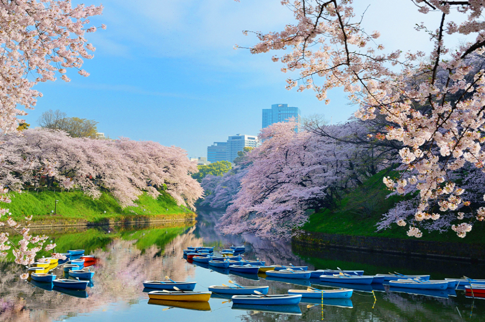 東京千鳥之淵。