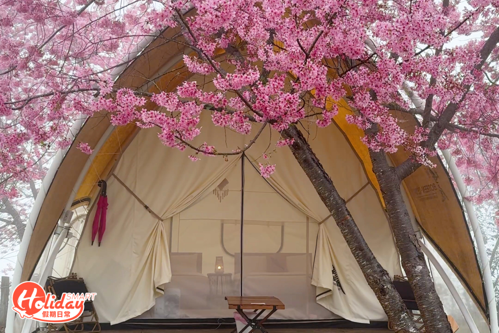 可以享用豪華帳篷和一泊二食，還可以欣賞櫻花。
